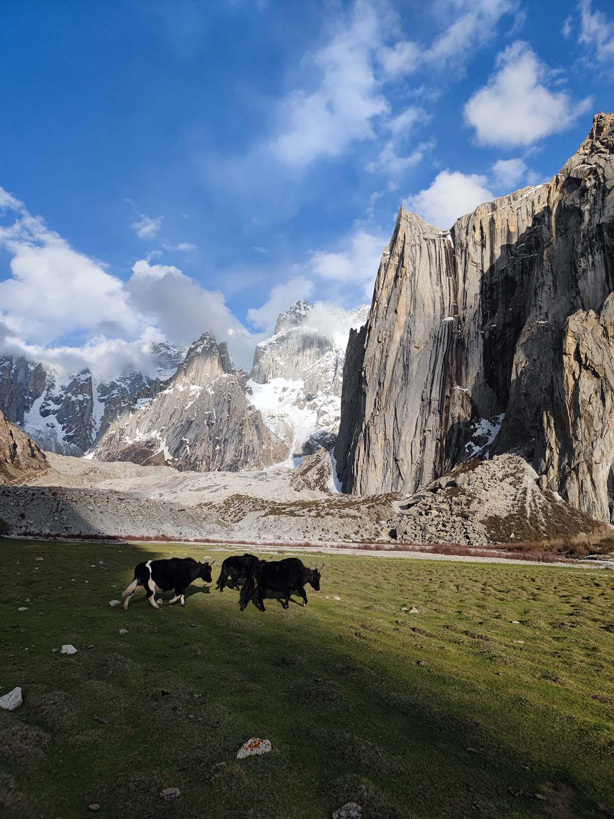 Cows graze on lush grass with towering mountains and a blue sky, showcasing the serene beauty of the Nangma Valley Trek.