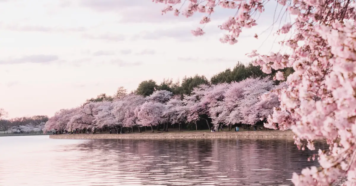 Skardu Blossom Spring