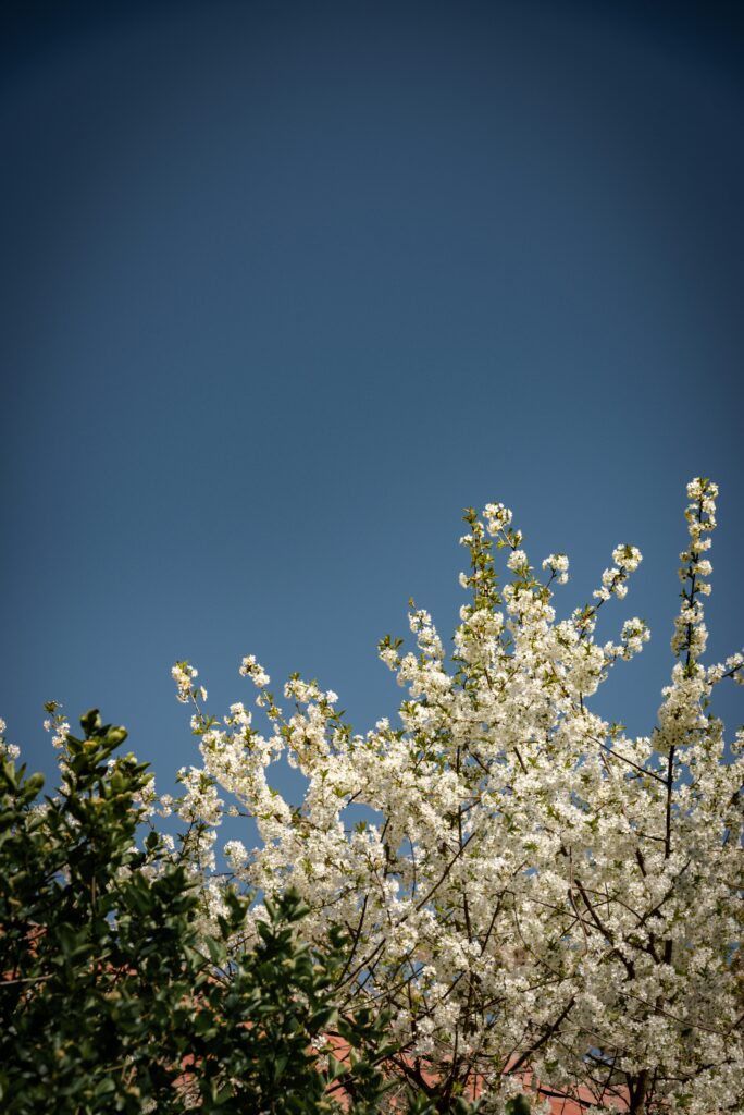 Apricot Blossom Season Skardu